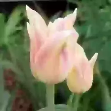 Elegant Lady